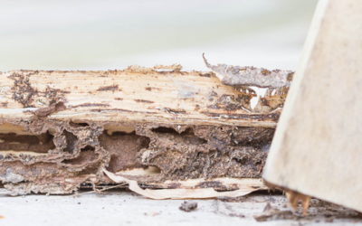 5 reasons why a pest inspection is crucial for Australian properties